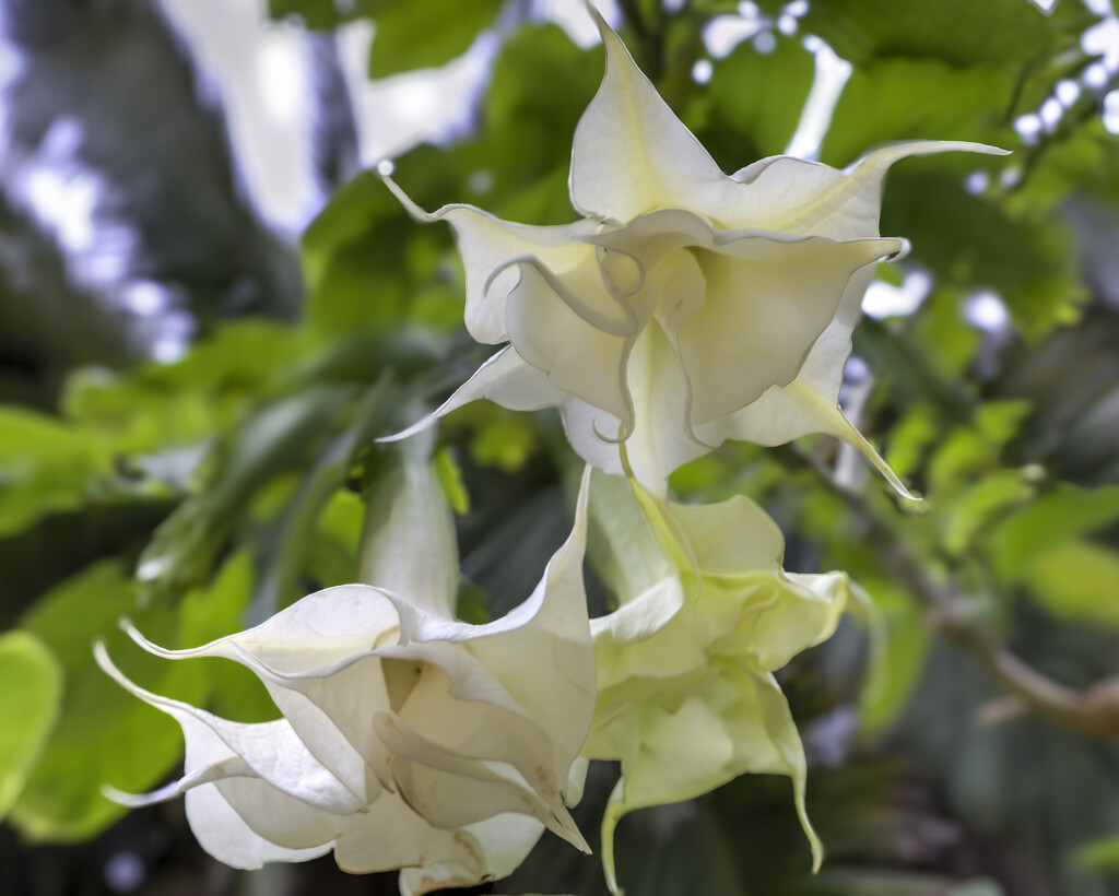 Hanging flowers by briaan