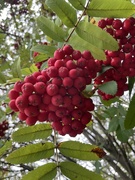 18th Sep 2023 - 2023-09-18 Berry red