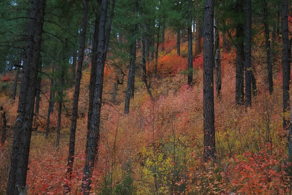 colorful forest under a grey morning by blueberry1222