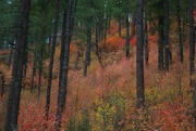 26th Nov 2023 - colorful forest under a grey morning