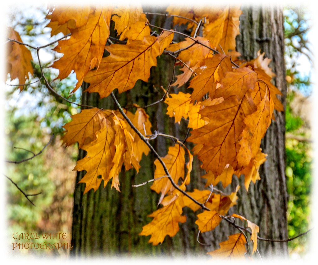Autumn Leaves And Bark by carolmw