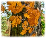 26th Nov 2023 - Autumn Leaves And Bark