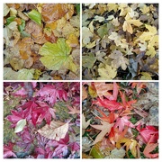 26th Nov 2023 - Autumn collection 