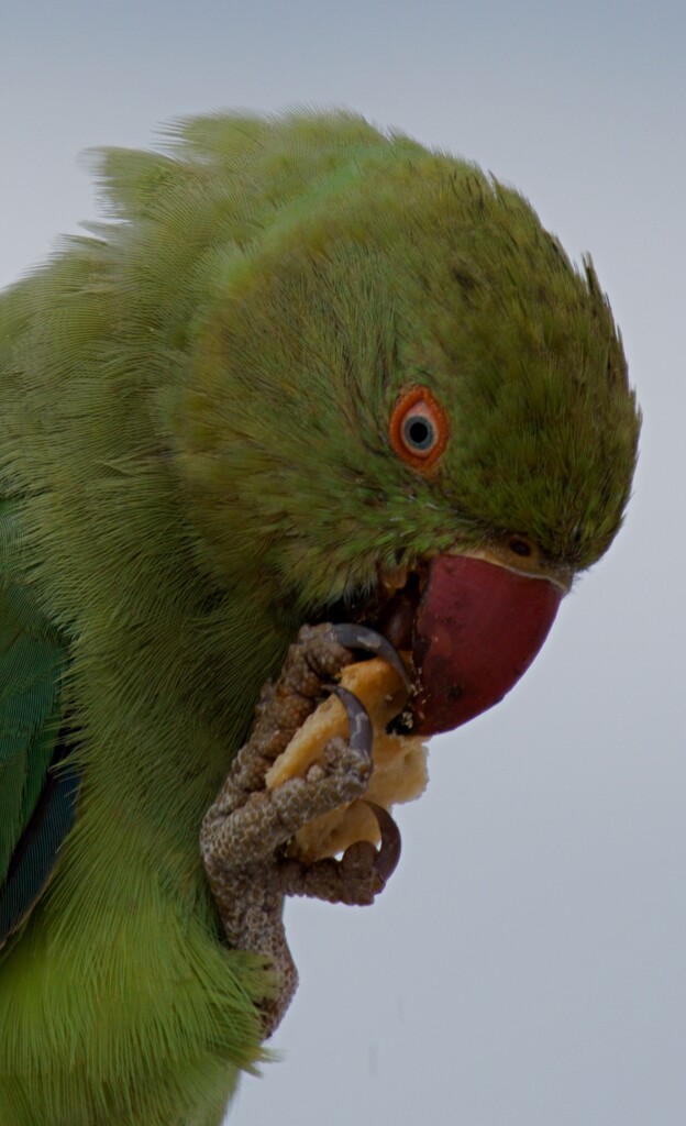 parakeet breakfast time by ollyfran