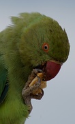 26th Nov 2023 - parakeet breakfast time