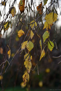 26th Nov 2023 - birch tree