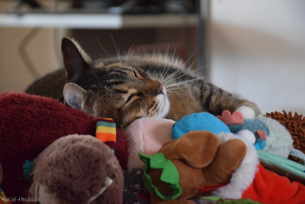 the art of sleeping with toys by parisouailleurs