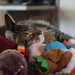 the art of sleeping with toys