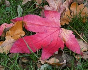 26th Nov 2023 - Fallen Leaf