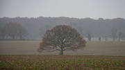 26th Nov 2023 - Lone beech tree in the mist