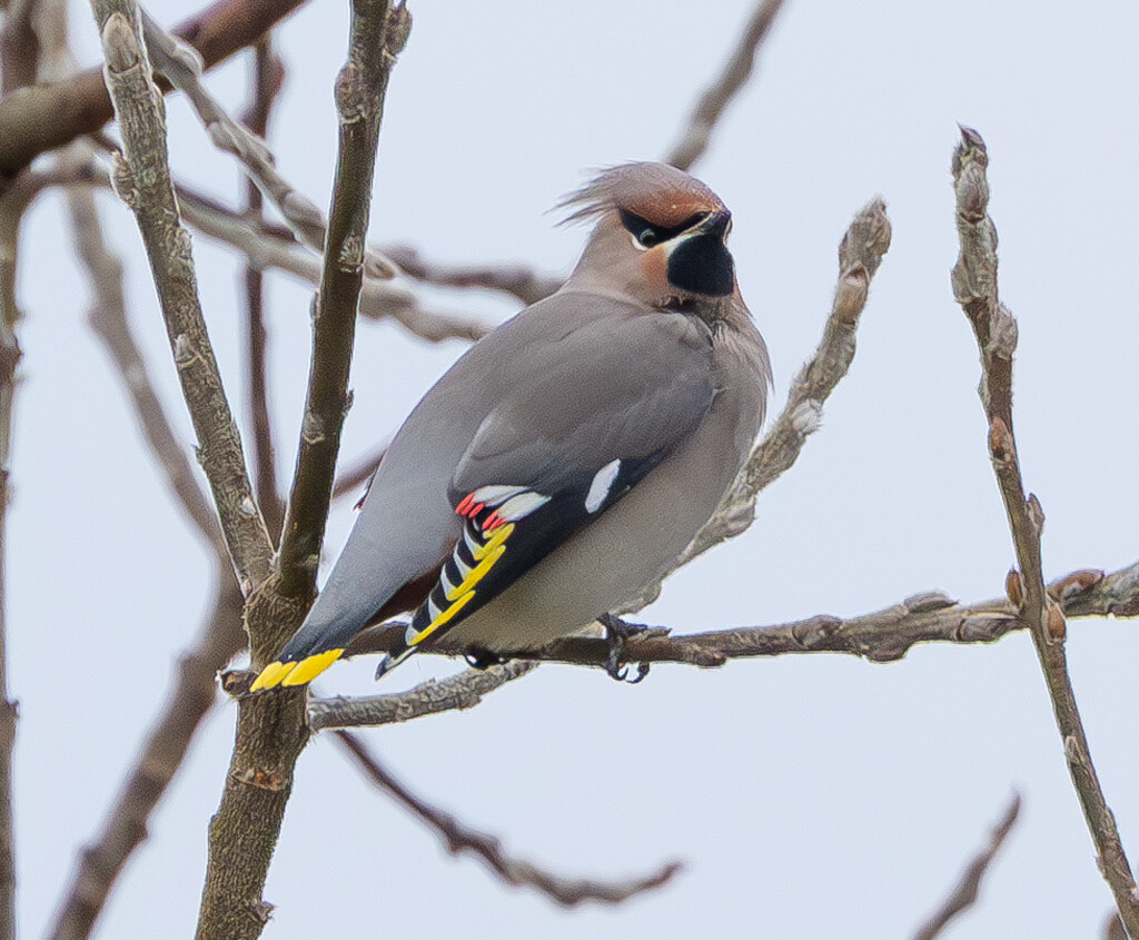 Waxwing by lifeat60degrees