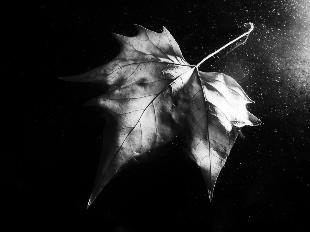 leaf me alone (iPhone) by northy