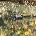 Autumn Ducks by dkellogg