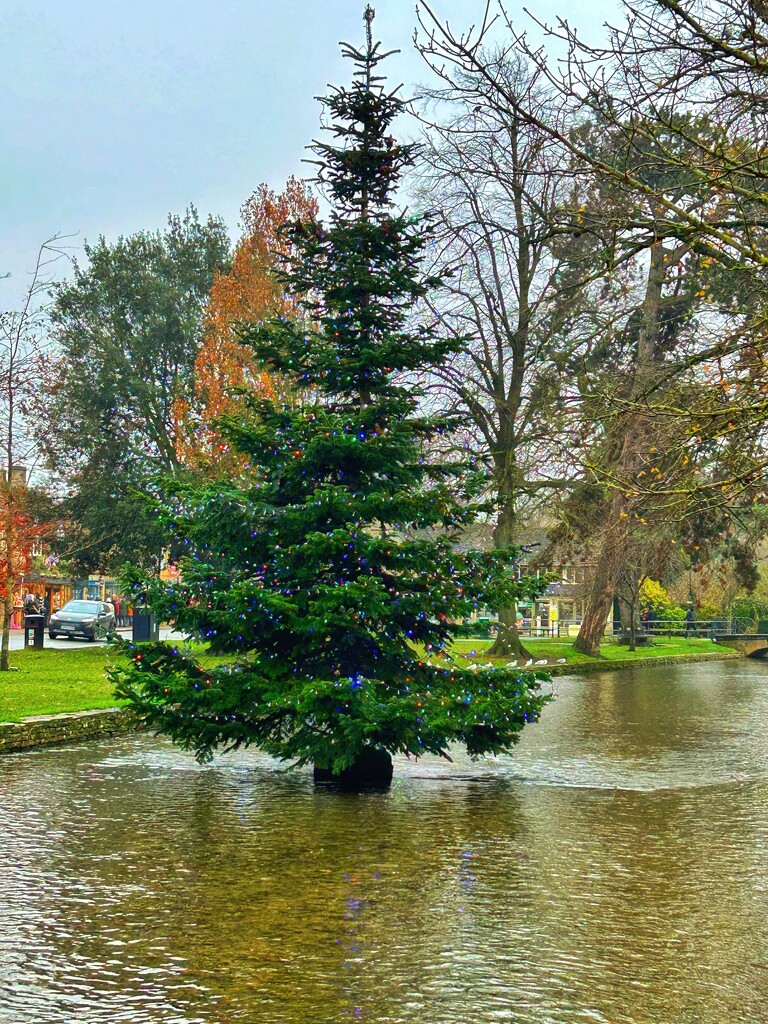 A Watery Christmas Tree by carole_sandford