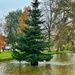 A Watery Christmas Tree