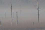 18th Nov 2023 - Mist on the Far Bank of the River