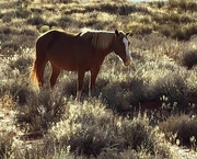 25th Nov 2023 - Wild Horses