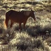 Wild Horses by njmom3
