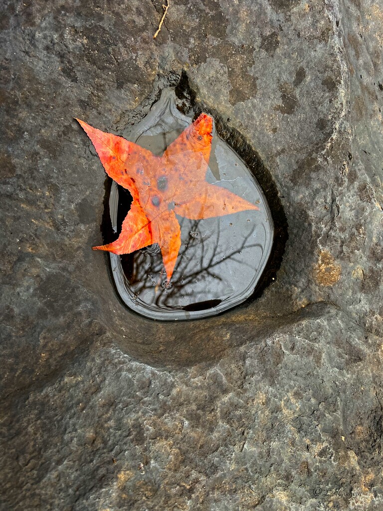 LHG_7724Leaf in water hole by rontu