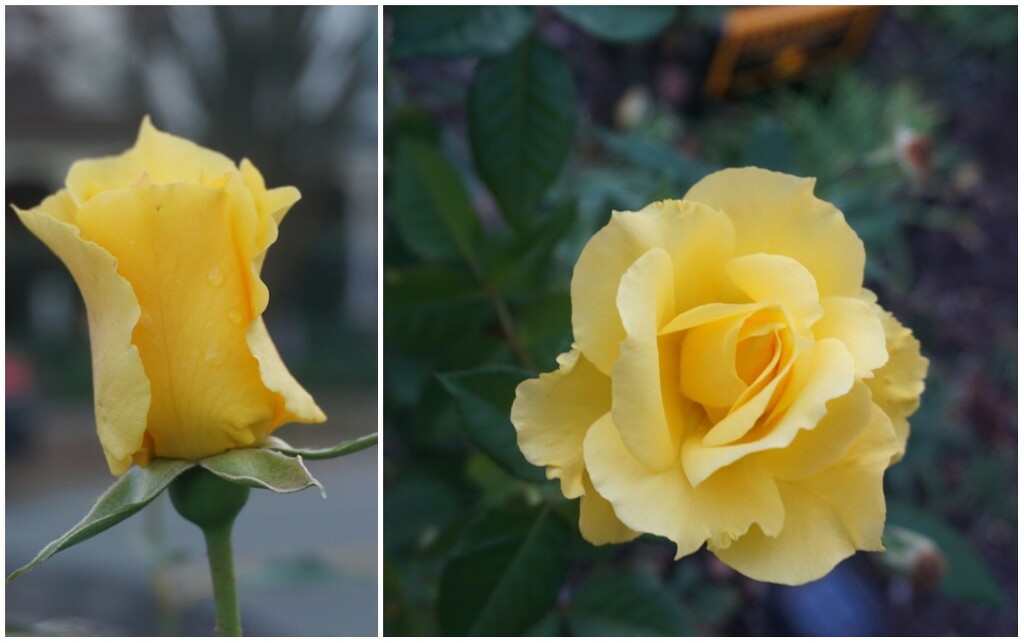 A Yellow Rose of Richmond by allie912