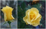 27th Nov 2023 - A Yellow Rose of Richmond