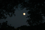 25th Nov 2023 - Goodnight Moon