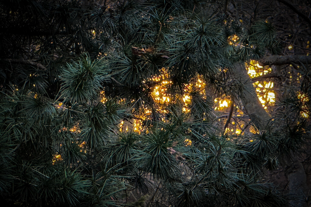 Sunset through our Umbrella Pine by berelaxed