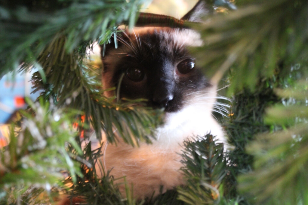 Tootsie loves Christmas trees by paigers