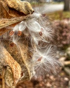 26th Nov 2023 - milkweed seeds