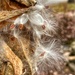 milkweed seeds by amyk