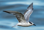 27th Nov 2023 - Gull - Naklua Beach