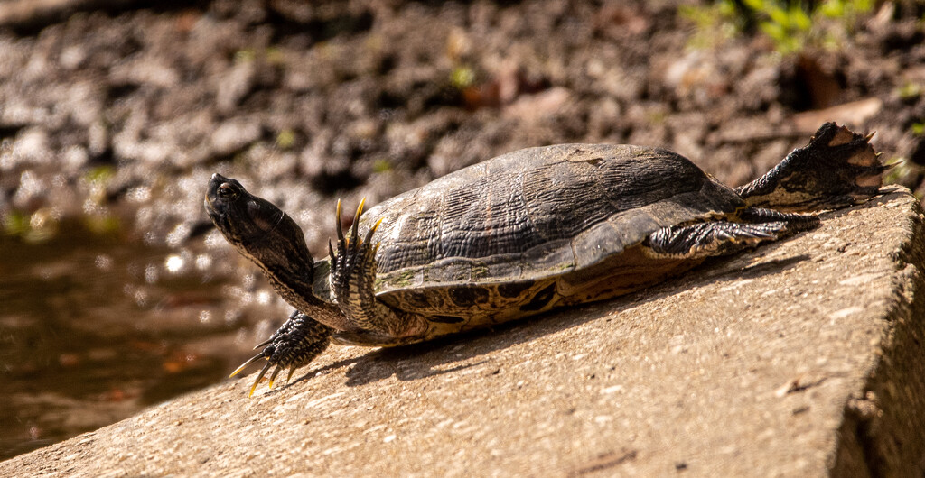 Turtle on the Culvert! by rickster549