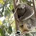 peaceful in the bush by koalagardens