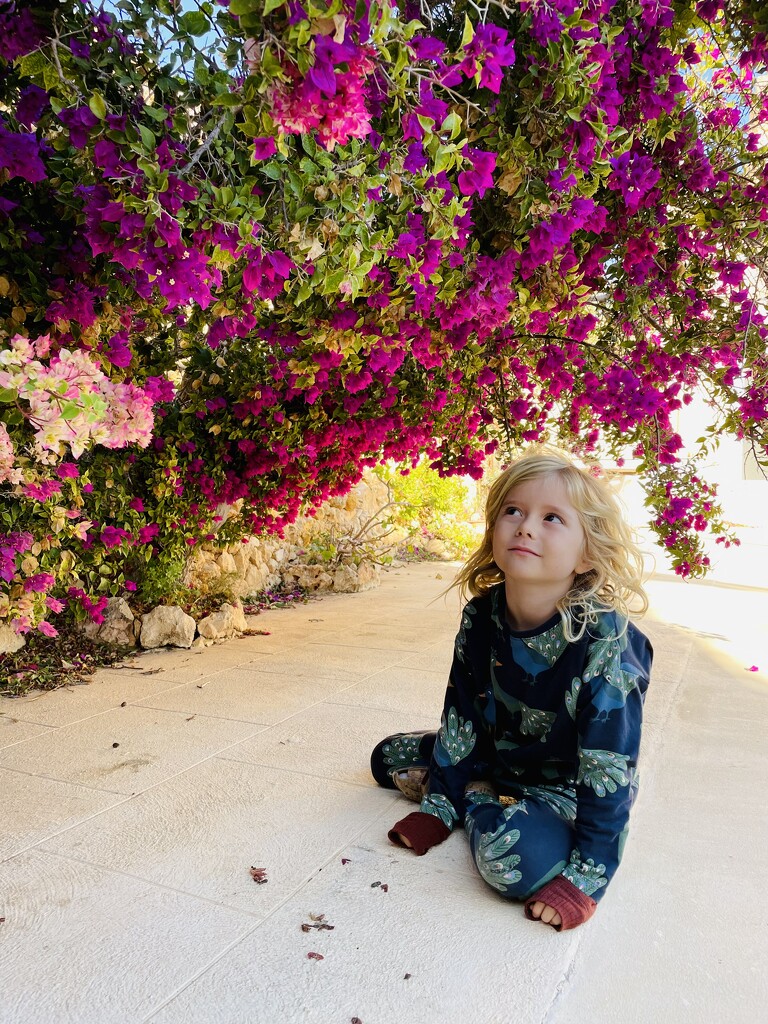 The bougainvillea  by lily