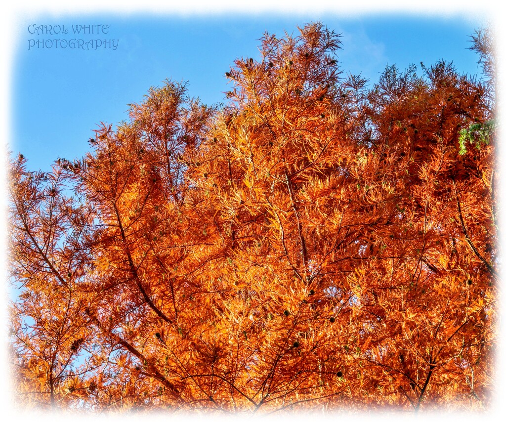 Loving The Colours Of Autumn by carolmw