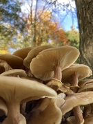 27th Nov 2023 - A Crowd of Fungus
