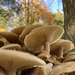 A Crowd of Fungus