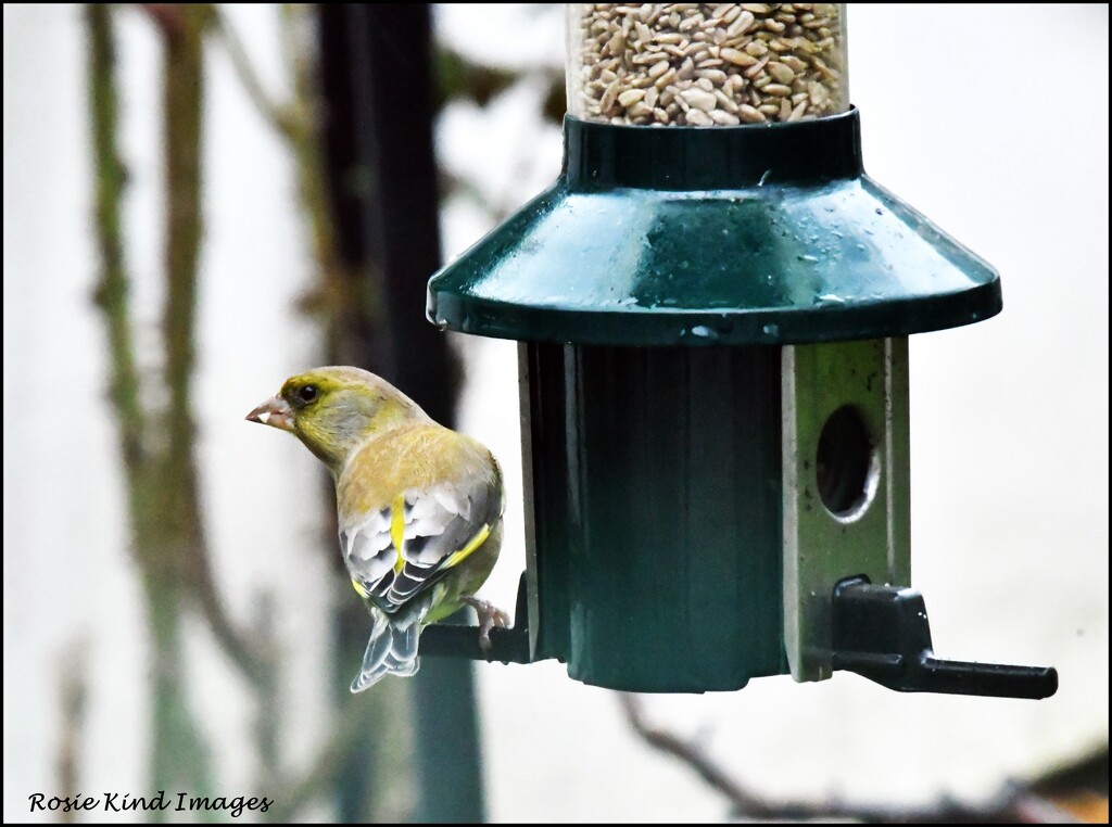 Greenfinch visiting this morning by rosiekind