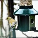 Greenfinch visiting this morning by rosiekind