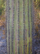 27th Nov 2023 - saguaro