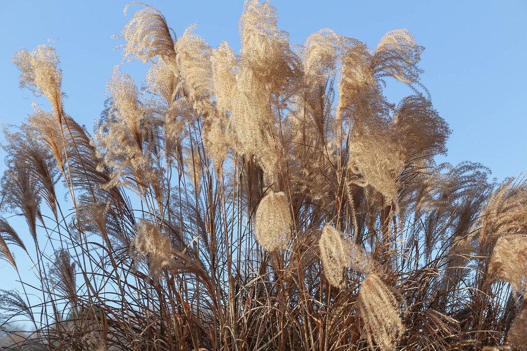 More ornamental grass by mittens
