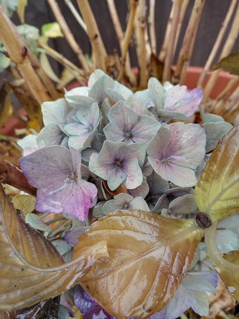 Hydrangea  by 365projectorgjoworboys