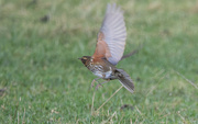 27th Nov 2023 - Redwing