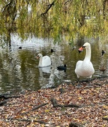 27th Nov 2023 - Ham common 