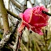 Last Rose Standing  by rensala