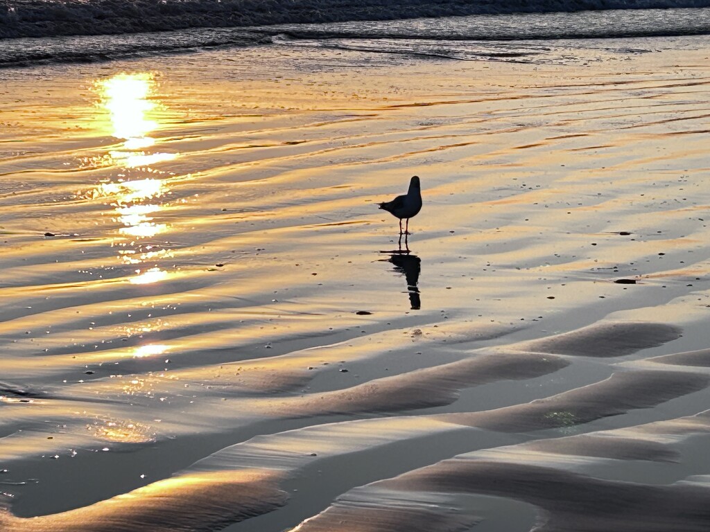 A lone gull , I like how the rising sun is caught on the sand by Dawn