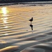 A lone gull , I like how the rising sun is caught on the sand