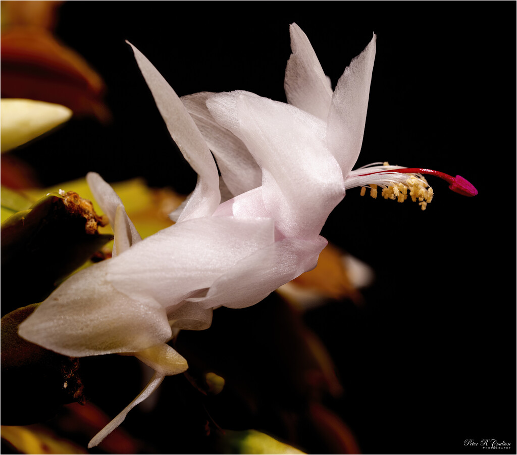 Christmas Cactus by pcoulson