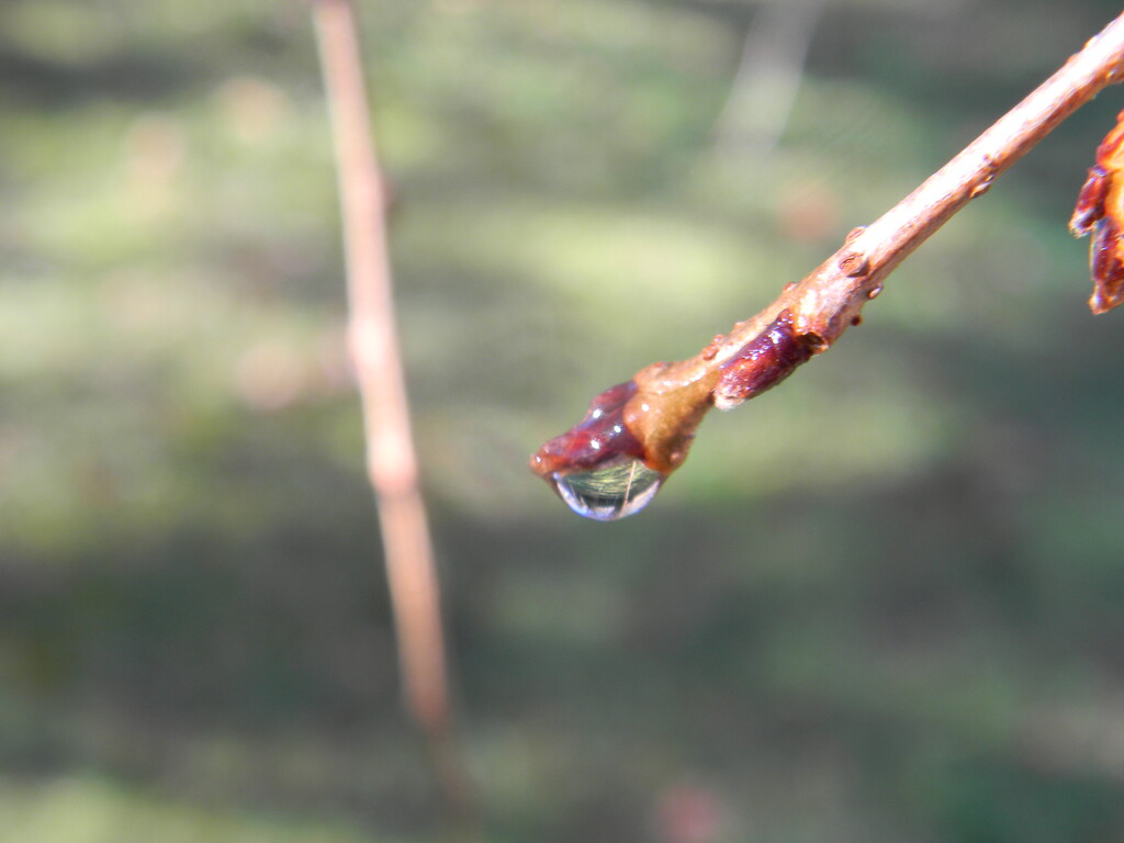 Raindrop on Branch  by sfeldphotos