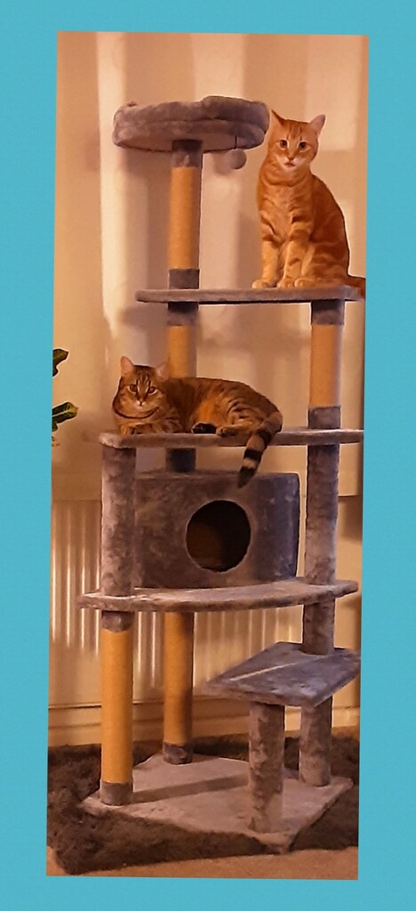 Cats loving their climbing frame. by grace55